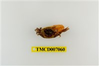 藏品(麗彩擬瘦招潮蟹)的圖片